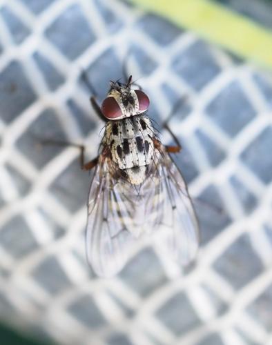 Phaonia trimaculata