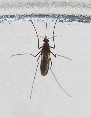 Réf. 264 085 : Culex sp.