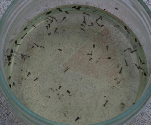 Culex sp.