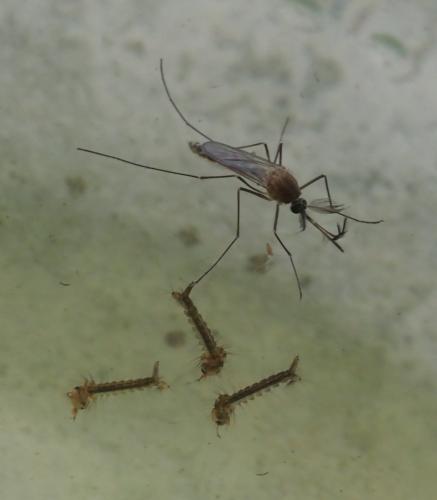 Réf. 264 159 : Culex sp.