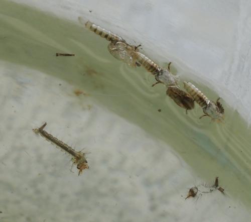 Réf. 264 160 : Culex sp.