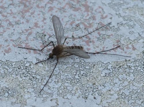 Réf. 264 201 : Culex pipiens