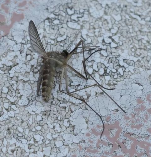 Réf. 264 202 : Culex sp.