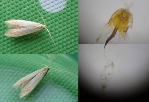 Coleophora flavipennella