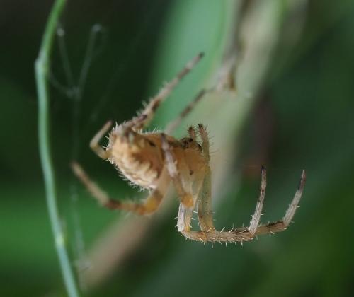 Araneus diadematus