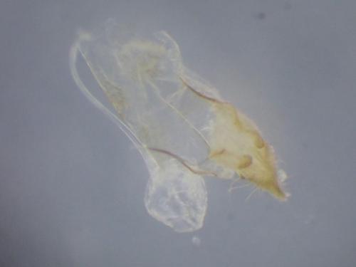 Swammerdamia caesiella