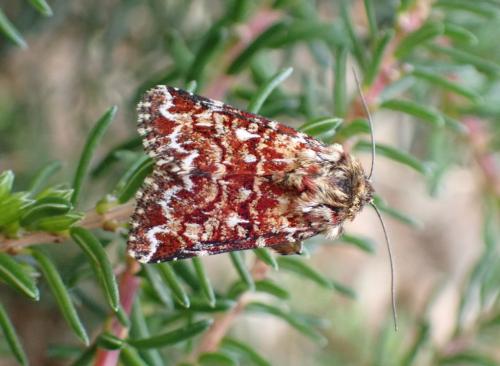 Réf. 264 345 : Anarta myrtilli