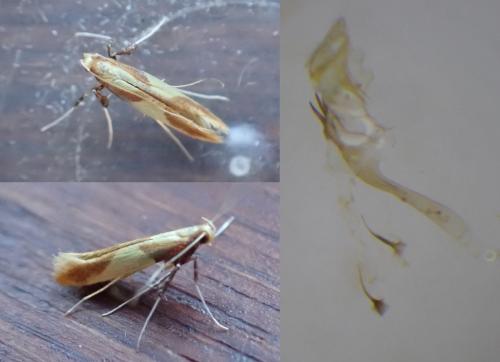 Caloptilia alchimiella