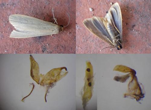 Réf. 264 970 : Eilema pygmaeola