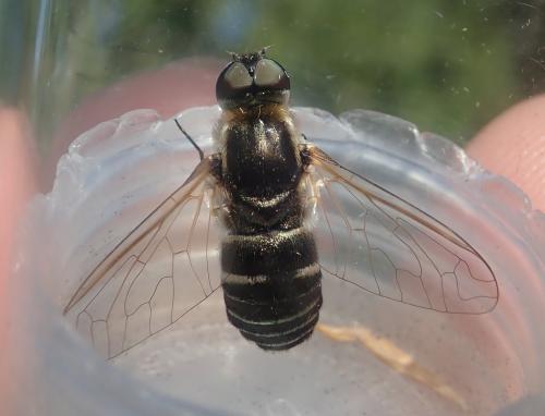 Micomitra stupida