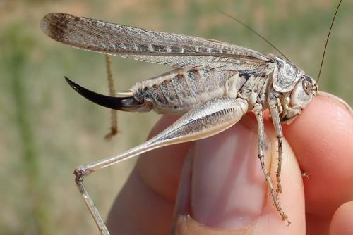 Réf. 264 915 : Platycleis sabulosa