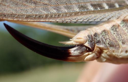 Réf. 264 917 : Platycleis sabulosa