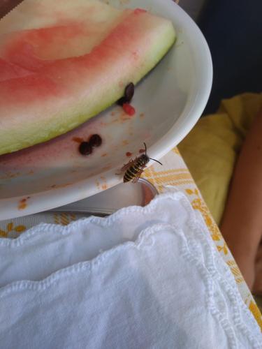 Vespula sp.