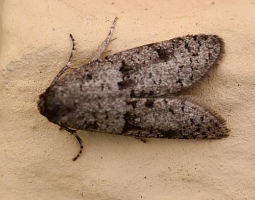Penestoglossa dardoinella