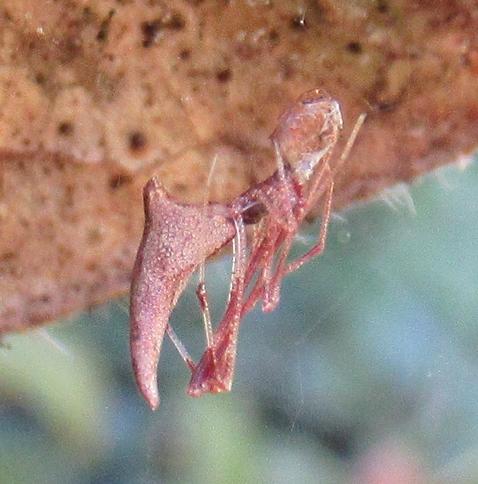 Rhomphaea nasica