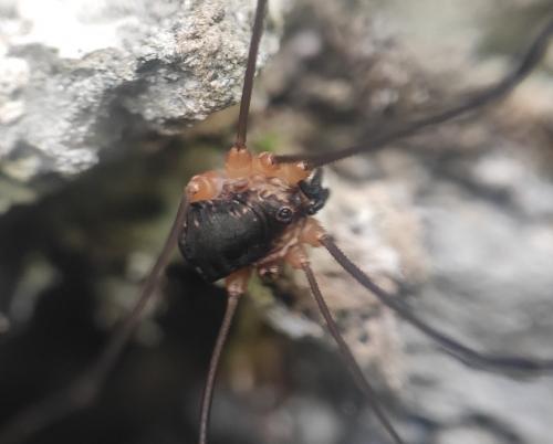 Leiobunum sp.