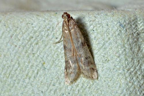 Réf. 264 489 : Ephestia sp.
