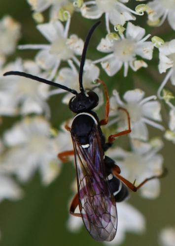 Ceropales maculata
