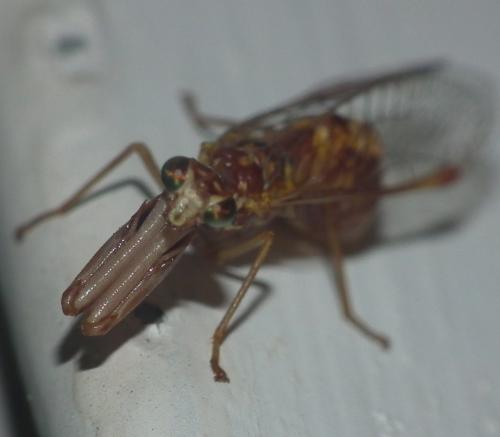 Mantispa styriaca
