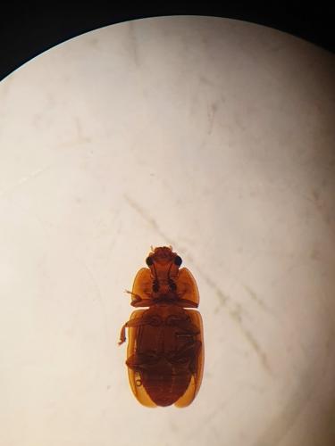 Réf. 264 748 : Epuraea sp.