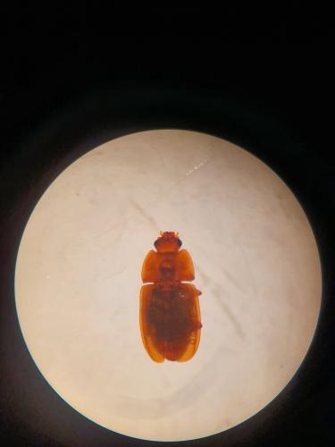 Réf. 264 749 : Epuraea sp.