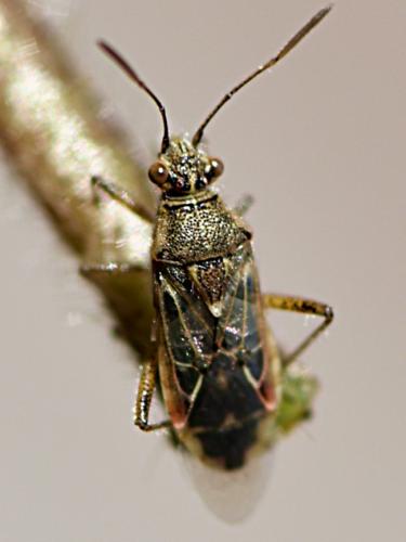 Liorhyssus hyalinus