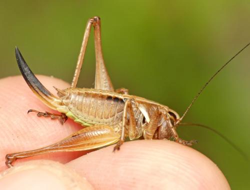 Metrioptera saussuriana