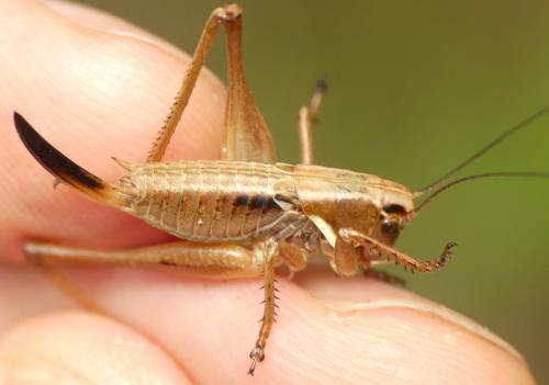 Metrioptera saussuriana