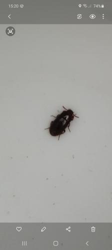 Alphitobius diaperinus