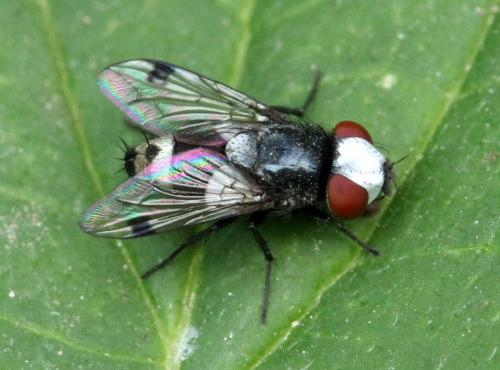 Réf. 264 232 : Sphenometopa fastuosa