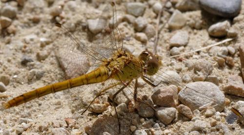 Réf. 264 530 : Sympetrum meridionale
