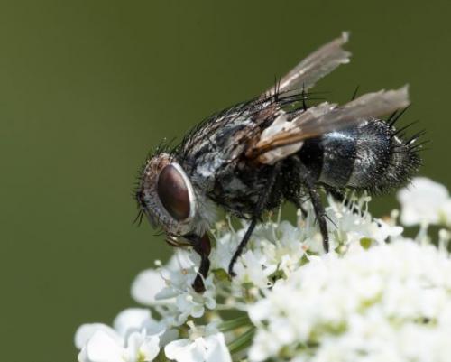 Onychogonia sp.