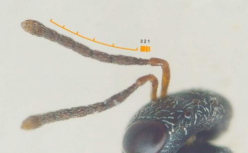 Réf. 264 163 : Ischyroptyx ligusticus