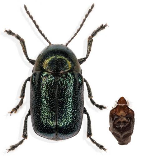 Réf. 264 510 : Cryptocephalus asturiensis