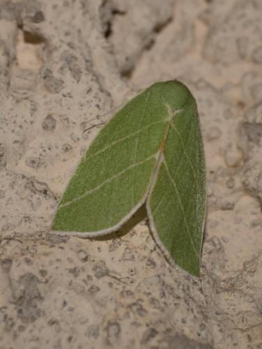 Bena bicolorana