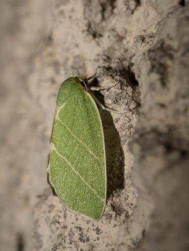 Bena bicolorana