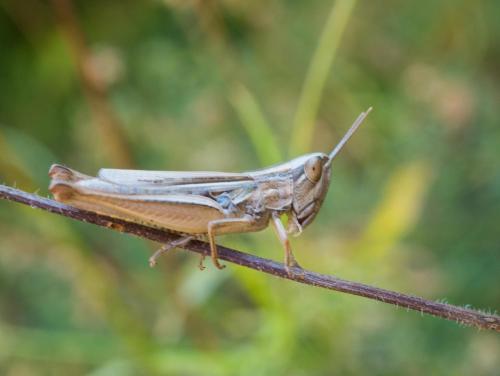 Euchorthippus elegantulus