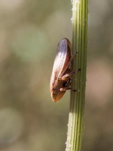 Philaenus spumarius