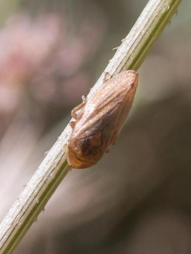 Philaenus spumarius