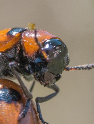 Réf. 264 957 : Coptocephala sp.