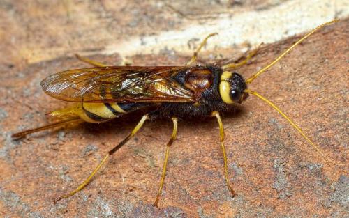 Réf. 264 064 : Urocerus augur