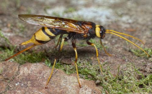 Réf. 264 065 : Urocerus augur