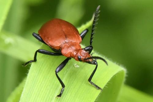 Réf. 264 329 : Pyrochroa serraticornis
