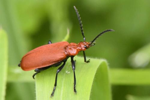Réf. 264 328 : Pyrochroa serraticornis