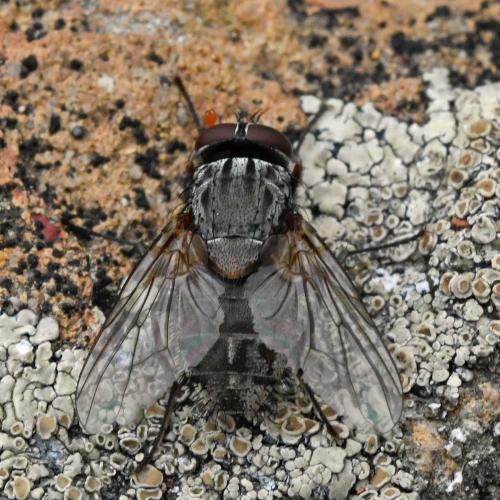 Réf. 264 438 : Muscina stabulans