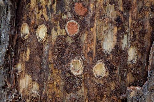 Réf. 264 140 : Rhagium inquisitor