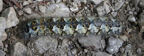 Poecilocampa populi