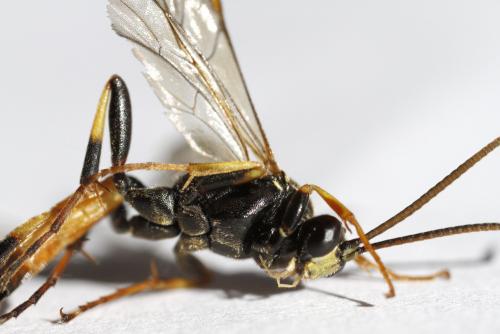 Ichneumon molitorius
