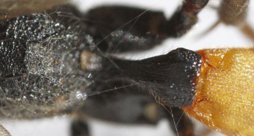 Ichneumon molitorius