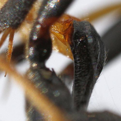Ichneumon molitorius